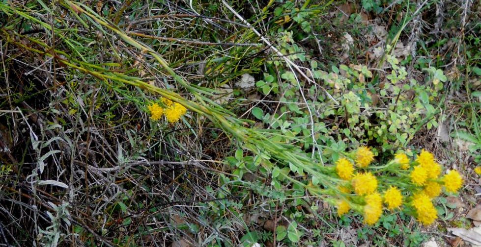 Galatella linosyris